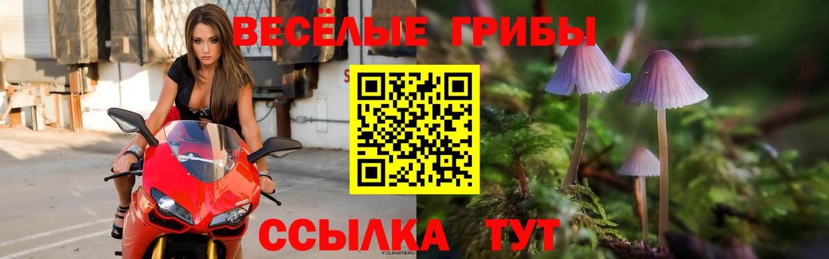 Псилоцибиновые грибы Psilocybine cubensis  Вход с VPN  Галлюциногенные грибы Psilocybine cubensis  Сланцы 